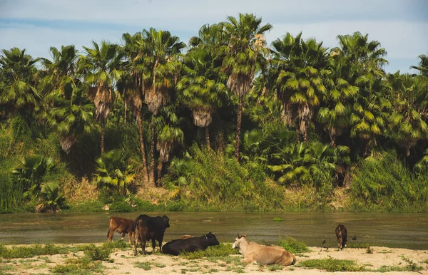 Wunderbare Landschaft Mit Rindern Und Natur Einer Mündung Los Cabos — Stockfoto
