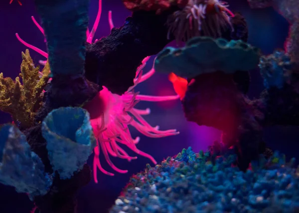 Belle Teinte Scène Marine Aquarium — Photo