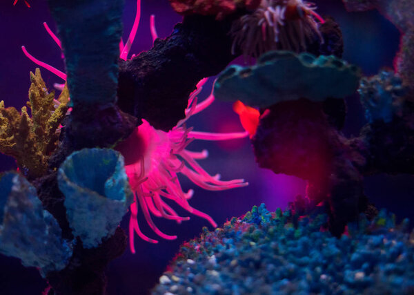 Beautiful Colorful Marine / Aquarium Scene
