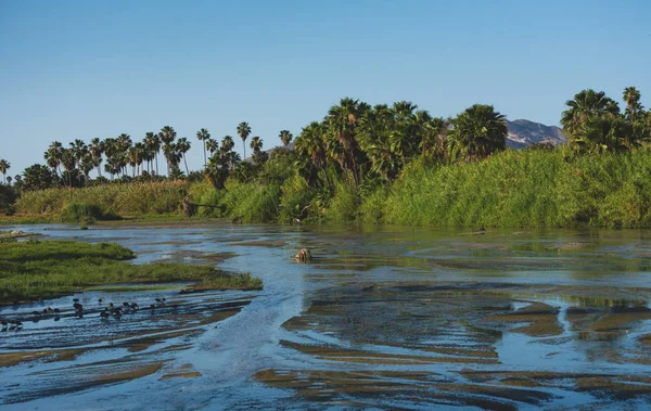 Scène Naturelle Prise Dans Estuaire Los Cabos Mexique — Photo