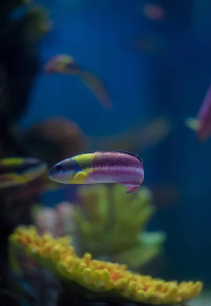 Mooie Kleur Onderwater Aquarium Scene — Stockfoto