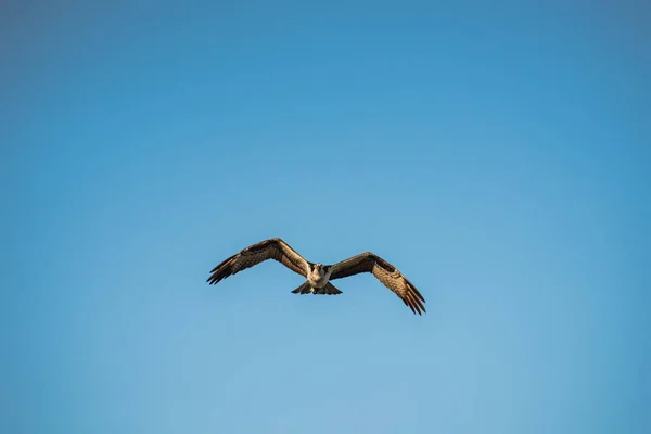 Fechar Falcão Hawk Mexicano Voando Céu — Fotografia de Stock