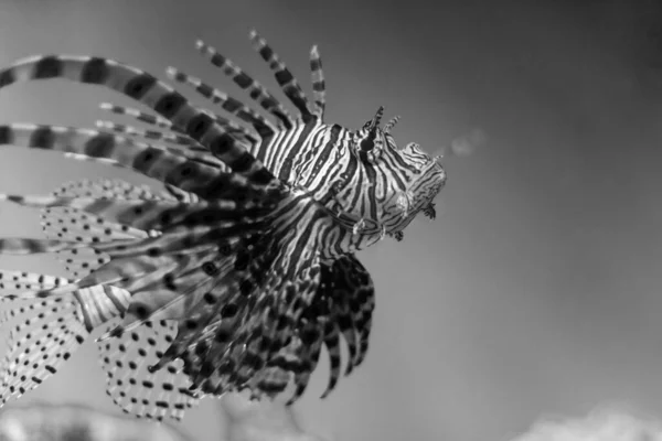 Black and white Close up of a Lion Fish