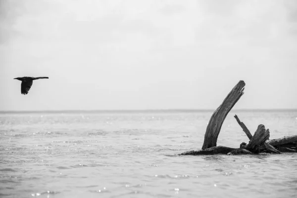 Hermoso Retrato Blanco Negro Ave Negra Flyingl Junto Tronco Árbol — Foto de Stock