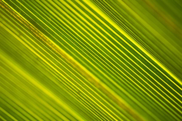 Интерстелларизация Текстуры Натуральной Пальмовой Ветви Детали — стоковое фото