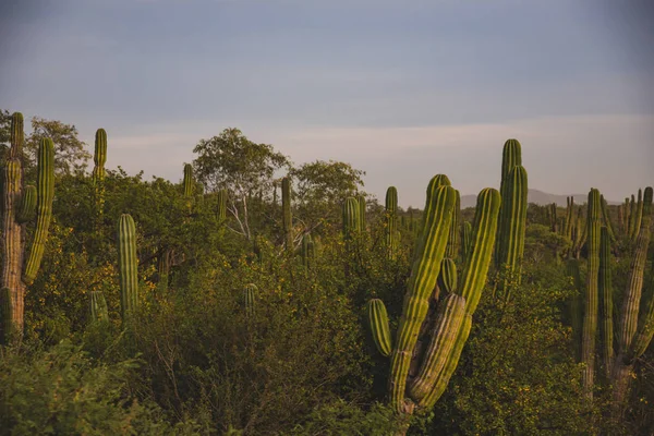 Сцена Природе Мексиканском Лос Кабосе — стоковое фото