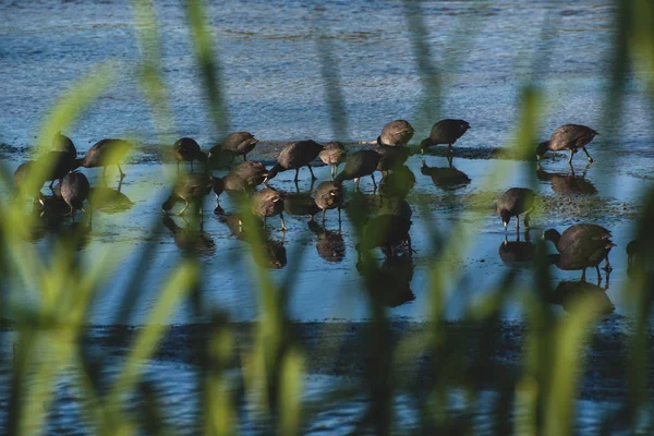 Estuario San Jos Espacio Natural Más Importante Ciudad Más 200 —  Fotos de Stock