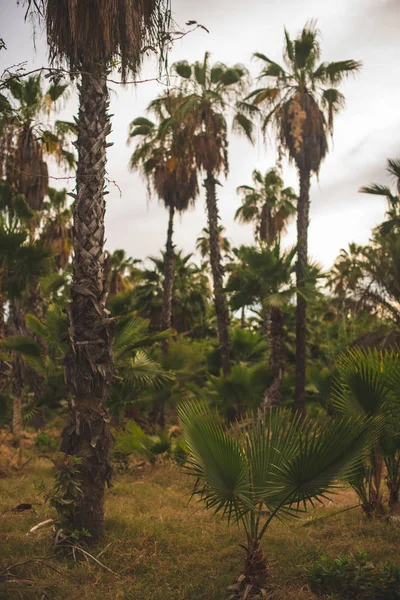 Vegetación Tropical Los Cabos México —  Fotos de Stock