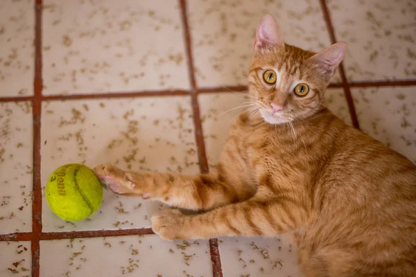 Ginger Tabby Cat Playing Tennis Ball Floor — Stock Photo, Image