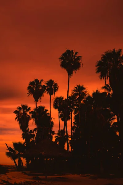 Maravillosos Atardeceres Rojos Palmeras Los Cabos México —  Fotos de Stock