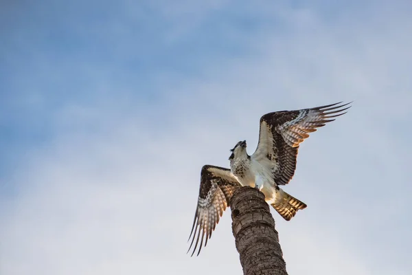 Chiudi Fotografia Hawk Messicano Che Atterra Sulla Cima Tronco Alto — Foto Stock