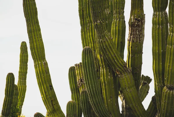 Лос Кабос Мексика Прекрасний Вигляд Шосе Кактус Пейзаж — стокове фото