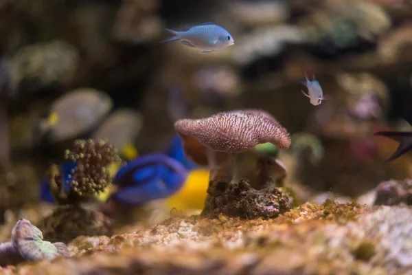 Mooie Kleur Onderwater Aquarium Scene — Stockfoto