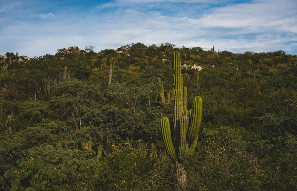 Krásný Výhled Los Cabos Mexiko Kaktusové Pole Nachází Vedle Dálnice — Stock fotografie