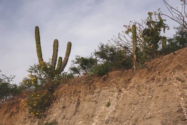 Pěkná Scéna Pohled Dálnice Los Cabos Mexiko — Stock fotografie