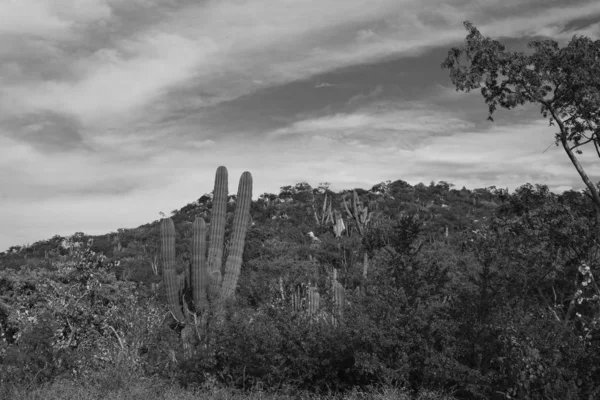 Krásný Výhled Los Cabos Mexiko Kaktusové Pole Nachází Vedle Dálnice — Stock fotografie