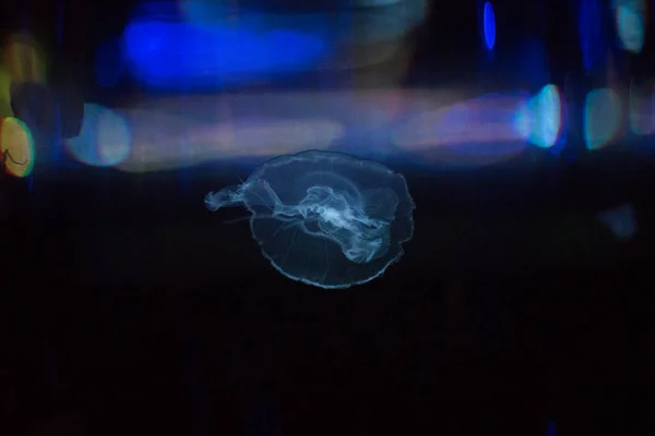 Макро Закрытие Медузы — стоковое фото