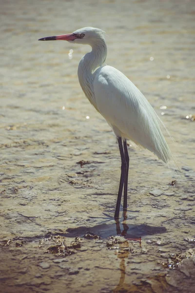 Volledig Lichaam Verticaal Portret Van Een Witte Reiger Isla Blanca — Stockfoto