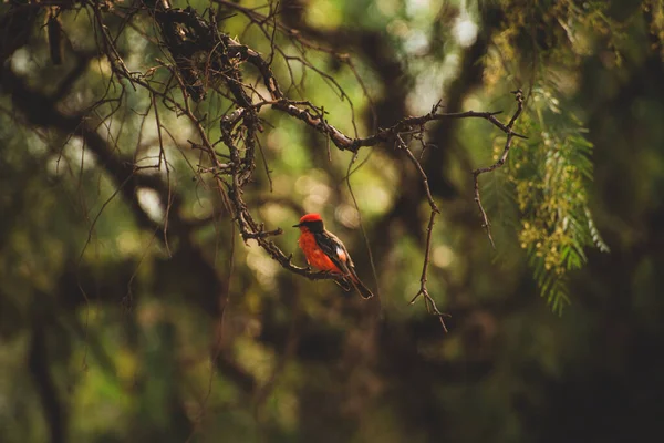 Закрыть Контраст Яркой Красной Птицы Стоящей Ветке Дерева — стоковое фото