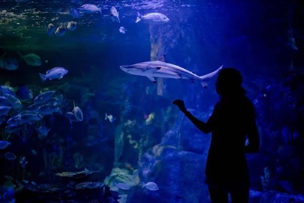 Hermoso Acuario Subacuático Color — Foto de Stock