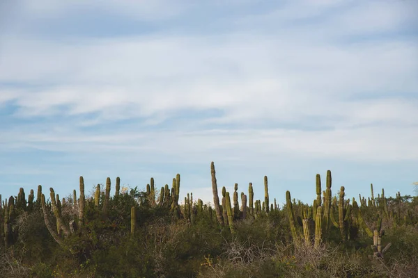 Los Cabos Mexico Highway Beautiful View Cactus Landscape — 图库照片