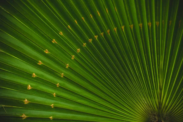 Macro Interessante Fechar Fotografia Textura Folhas Palma Natural Detalhes — Fotografia de Stock