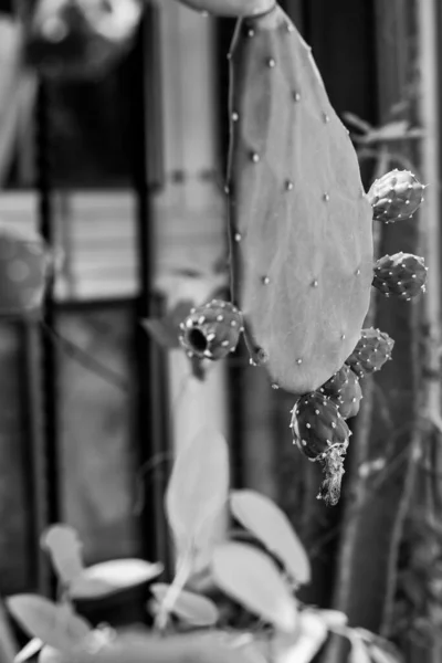 Опунция Обычно Называемая Колючей Грушей Является Родом Семейства Кактусов Cactaceae — стоковое фото