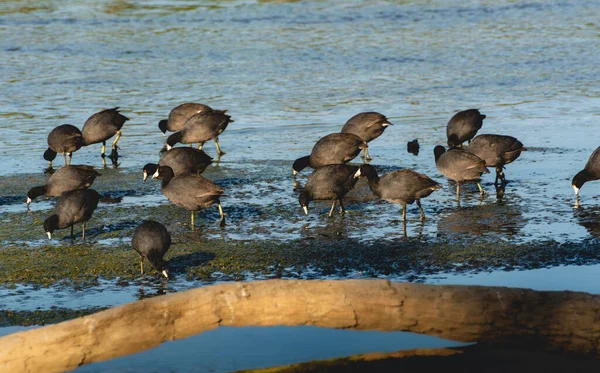 San Jos Mynning Den Viktigaste Naturområdet Staden Mer 200 Arter — Stockfoto