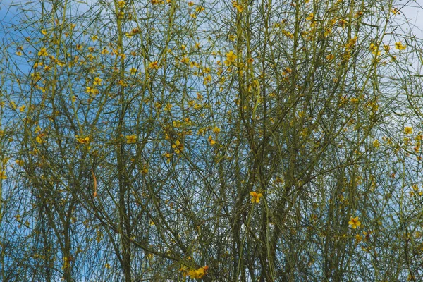 Parkinsonia Microphylla Palo Verde Árvore — Fotografia de Stock