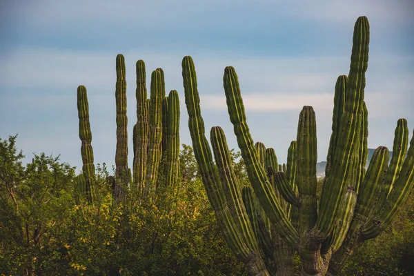 Los Cabos Meksika Güzel Doğa Sahnesi — Stok fotoğraf