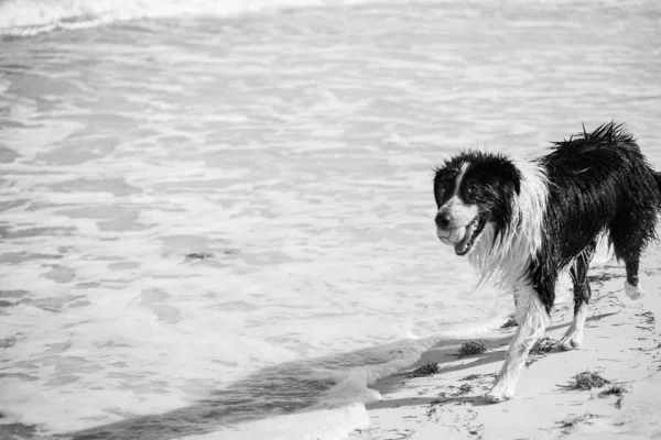 Щасливий Собака Грає Пляжі — стокове фото