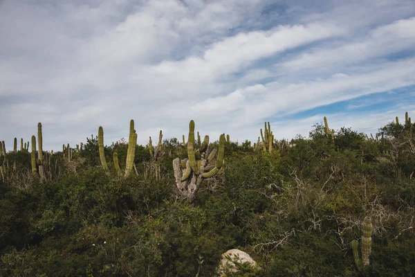 Лос Кабос Мексика Красивый Вид Шоссе Кактус Пейзаж — стоковое фото