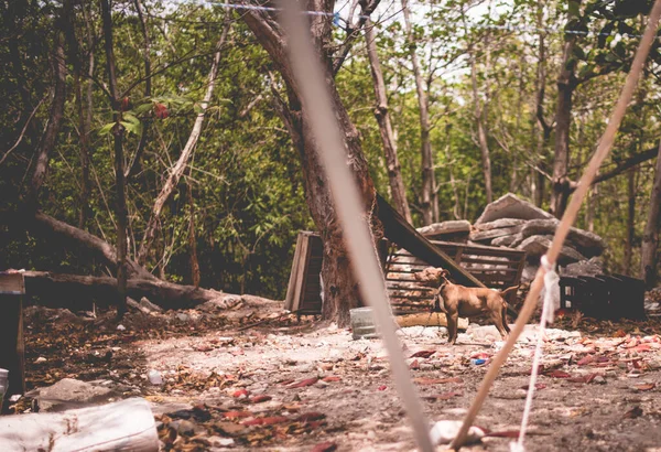 Sărmanul Câine Fără Adăpost Abandonat Conceptul Cruzime Pentru Animale — Fotografie, imagine de stoc
