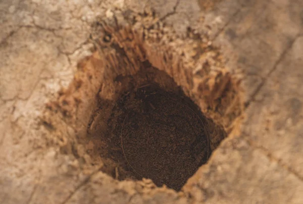Close Palm Tree Tunk Texture Hole Made Bumblebee — Stock fotografie