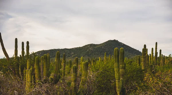 美丽的景象 Los Cabos 高速公路看墨西哥 — 图库照片