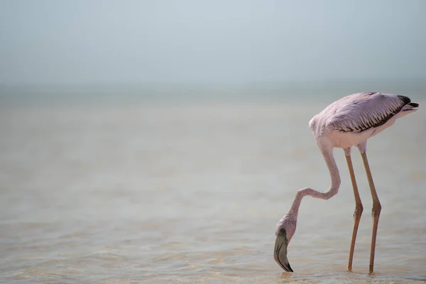 Flamingos Flamingo São Tipo Pássaro Que Vagueia Família Phoenicopteridae Única — Fotografia de Stock