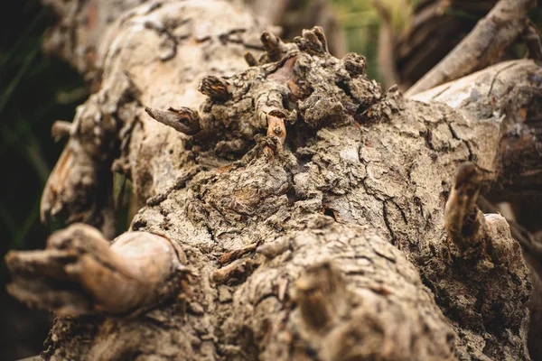 Bir Ağaç Kabuğuna Yakın Doku — Stok fotoğraf