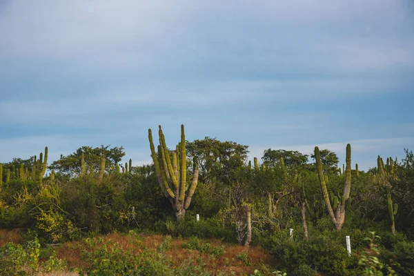 Prachtige Natuur Los Cabos Mexico — Stockfoto