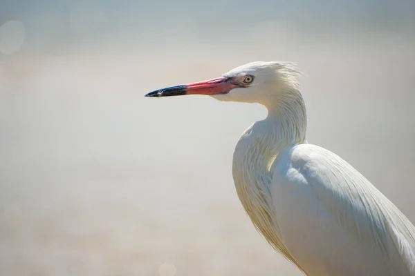 Närbild Porträtt Vit Heron Isla Blanca Mexiko — Stockfoto