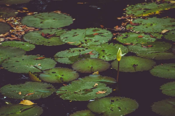 Water Lily Mangrove Swamp Puerto Morelos Mexico — Stock Photo, Image
