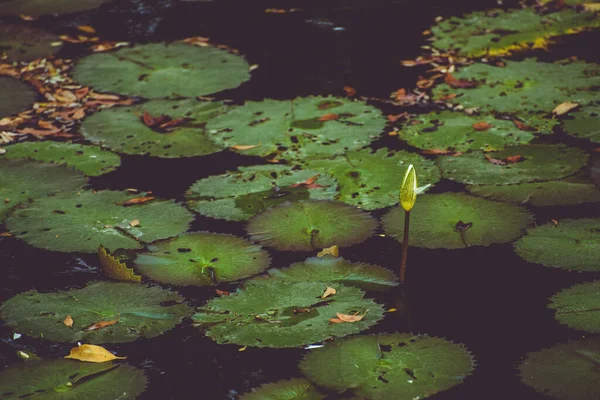 Vatten Lily Mangrove Träsk Puerto Morelos Mexiko — Stockfoto