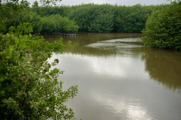 Mangrove Scene Puerto Morelos Riviera Maya Mexico — 스톡 사진