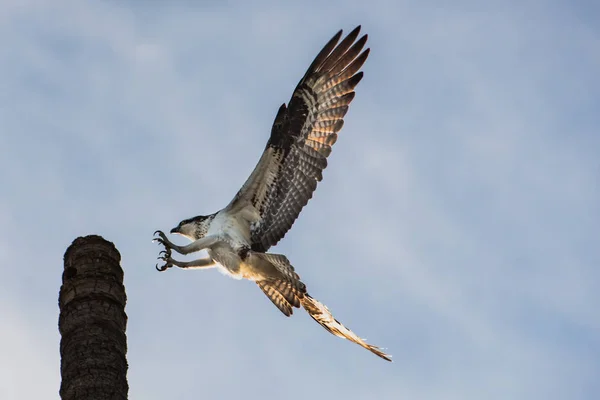 Tutup Foto Dari Hawk Meksiko Mendarat Atas Batang Pohon Palem — Stok Foto