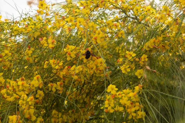 Parkinsonia Microphylla Palo Verde Fleurs Arbres Gros Plan — Photo