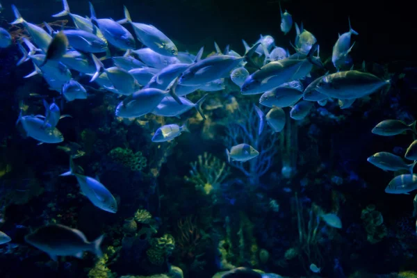 Mooie Kleur Onderwater Aquarium Scene — Stockfoto