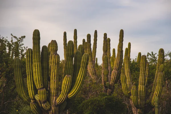 Hermosa Escena Natural Los Cabos México — Foto de Stock