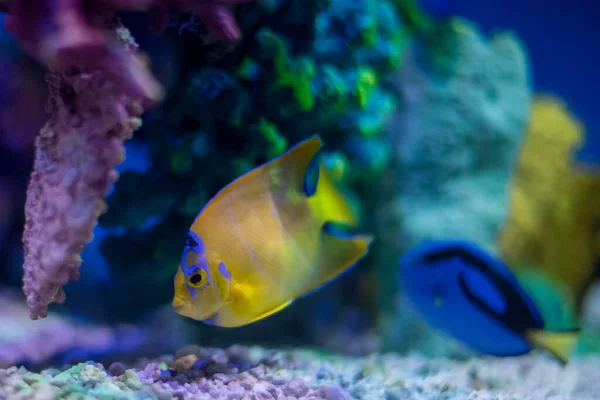 Piękne Kolorowe Marine Scena Akwarium — Zdjęcie stockowe