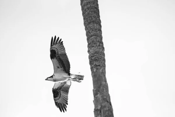 Cierre Fotografía Halcón Mexicano Despegando Cima Tronco Alto Palmeras — Foto de Stock