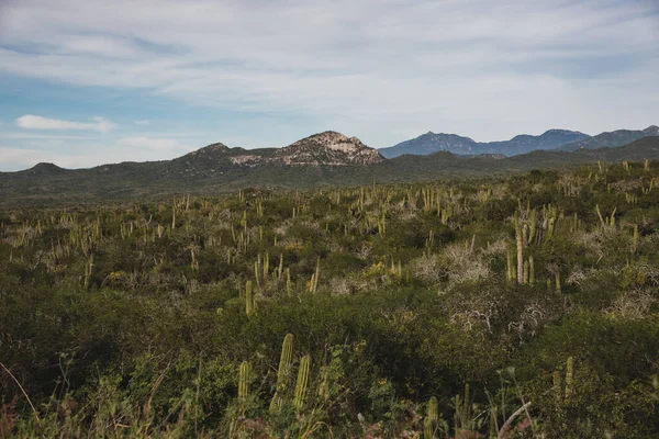 Лос Кабос Мексика Красивый Вид Шоссе Кактус Пейзаж — стоковое фото
