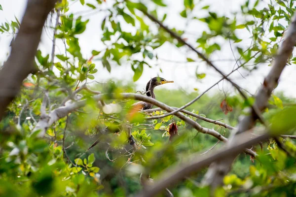 Pássaro Entre Árvores Puerto Morelos Riviera Maya México — Fotografia de Stock